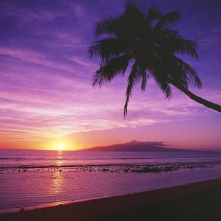 Purple sunset