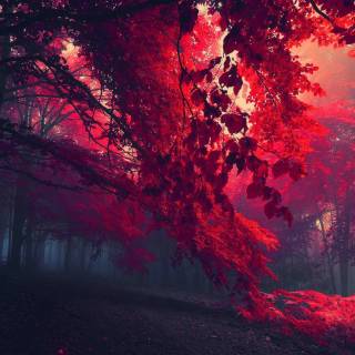 Red forest