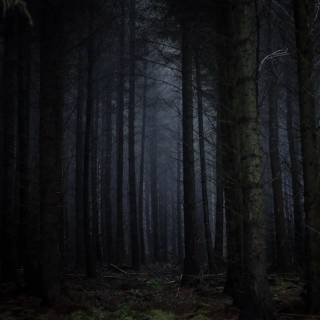 Spooky forest wallpaper