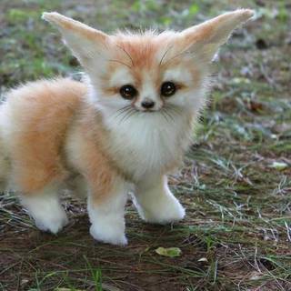 special dog/pomerainain