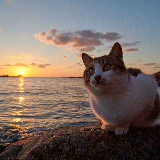 cat by the sea