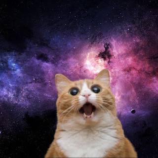cat in space
