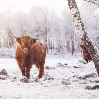 Highland cow wallpaper 