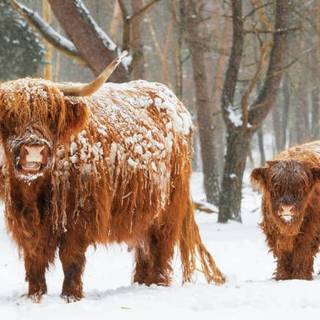 Highland cow wallpaper 