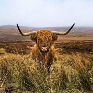 Highland cow wallpaper 