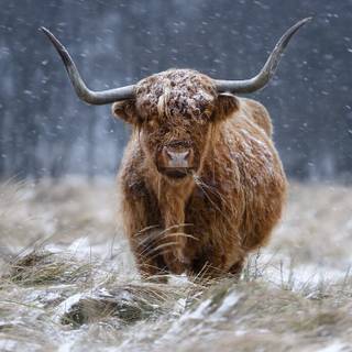 Highland cow wallpaper 