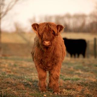 Highland cow wallpaper 