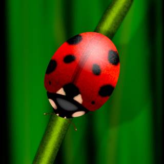 Samsung S24 Ultra Wallpaper Ladybug