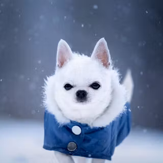 Chihuahua in the snow 