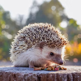 Hedgehog