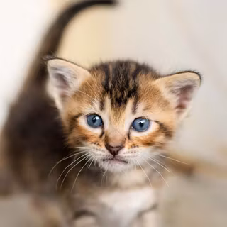 Kitten