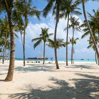 Beautiful 4k Tropical Beach Wallpaper