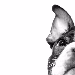 Boston Terrier Drawing