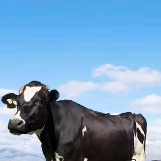 Cow
