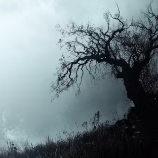 The Lonely Tree in the Mist