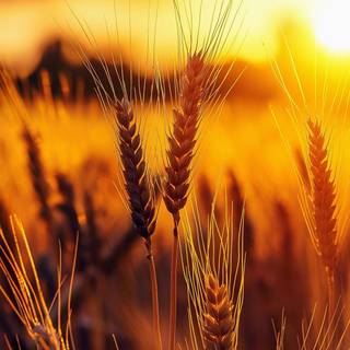 App wallpaper premium free download : https://sfile.mobi/4y1xC4eYZ28