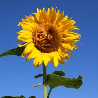 IRON MAIDEN WALLPAPER