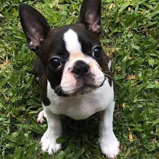 Boston Terrier