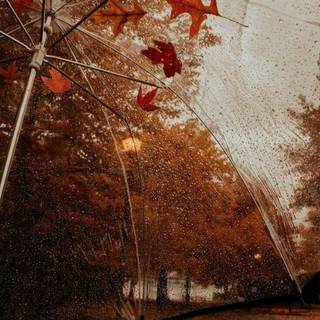 Rainy fall aesthetic 