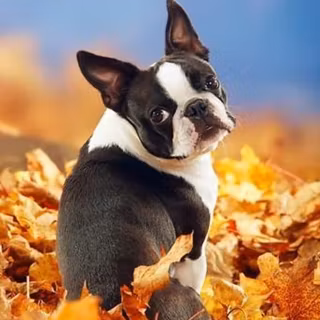 Boston Terrier in the leaves