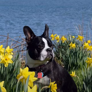 Puppy in the flowers