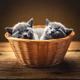 Kittens in a basket 