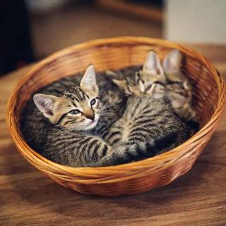 Kittens in a basket