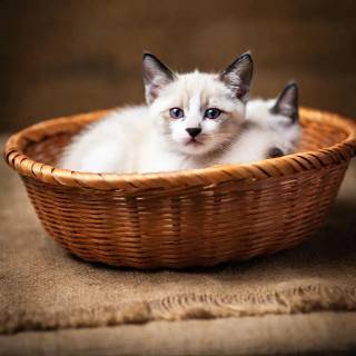 Kittens in a basket 