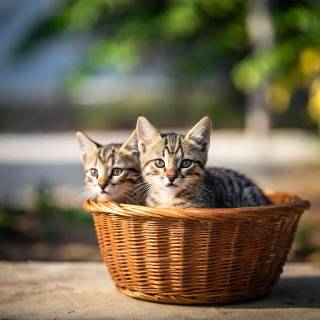 Kittens in a basket