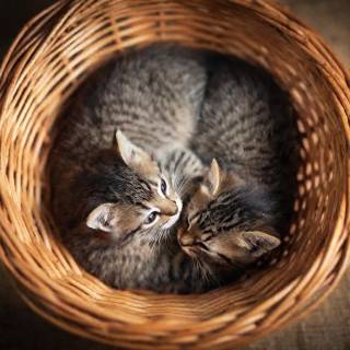 Kittens in a basket