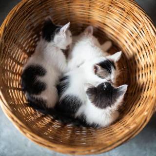 Kittens in a basket