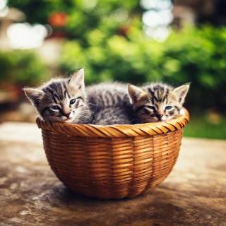 Kittens in a basket