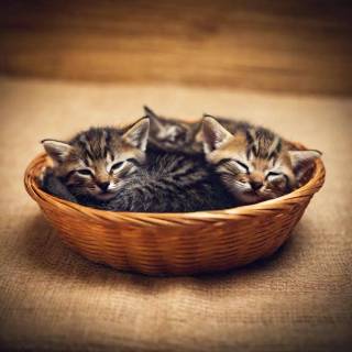 Kittens in a basket