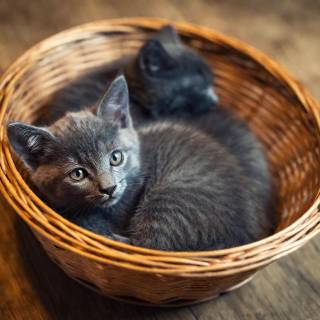 Kittens in a basket