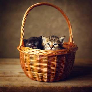 Kittens in a basket
