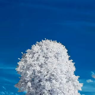 Winter Tree