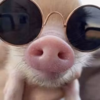 One cool pig