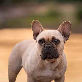 French Bulldog