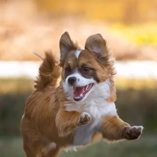 Playful dog