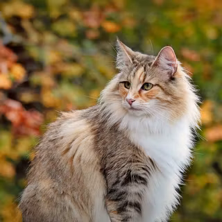 Norwegian Forest Cat