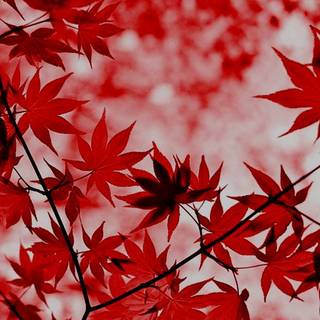 Red> Leaves