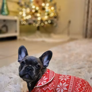 Christmas Puppy