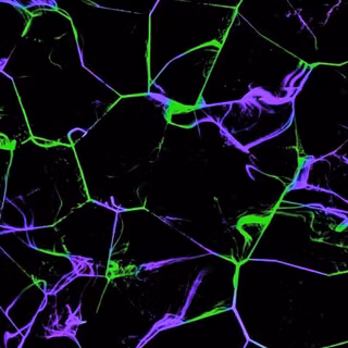 Purple and Green static