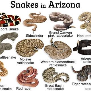 For the snake lovers