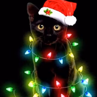 Christmas cat