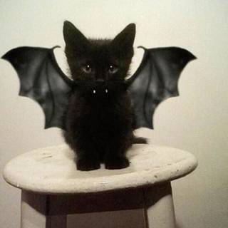 Batcat