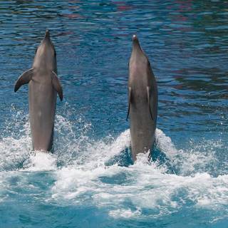 the first one is mrbeast 2nd one is Logan 3rd is ksi 4th is me