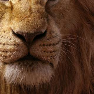 Mufasa wallpaper , Mufasa : the lion king wallpaper , the lion king , Lion wallpaper