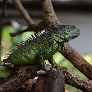The lonely Iguana