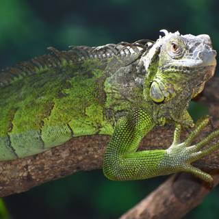 That cunning look of iguana